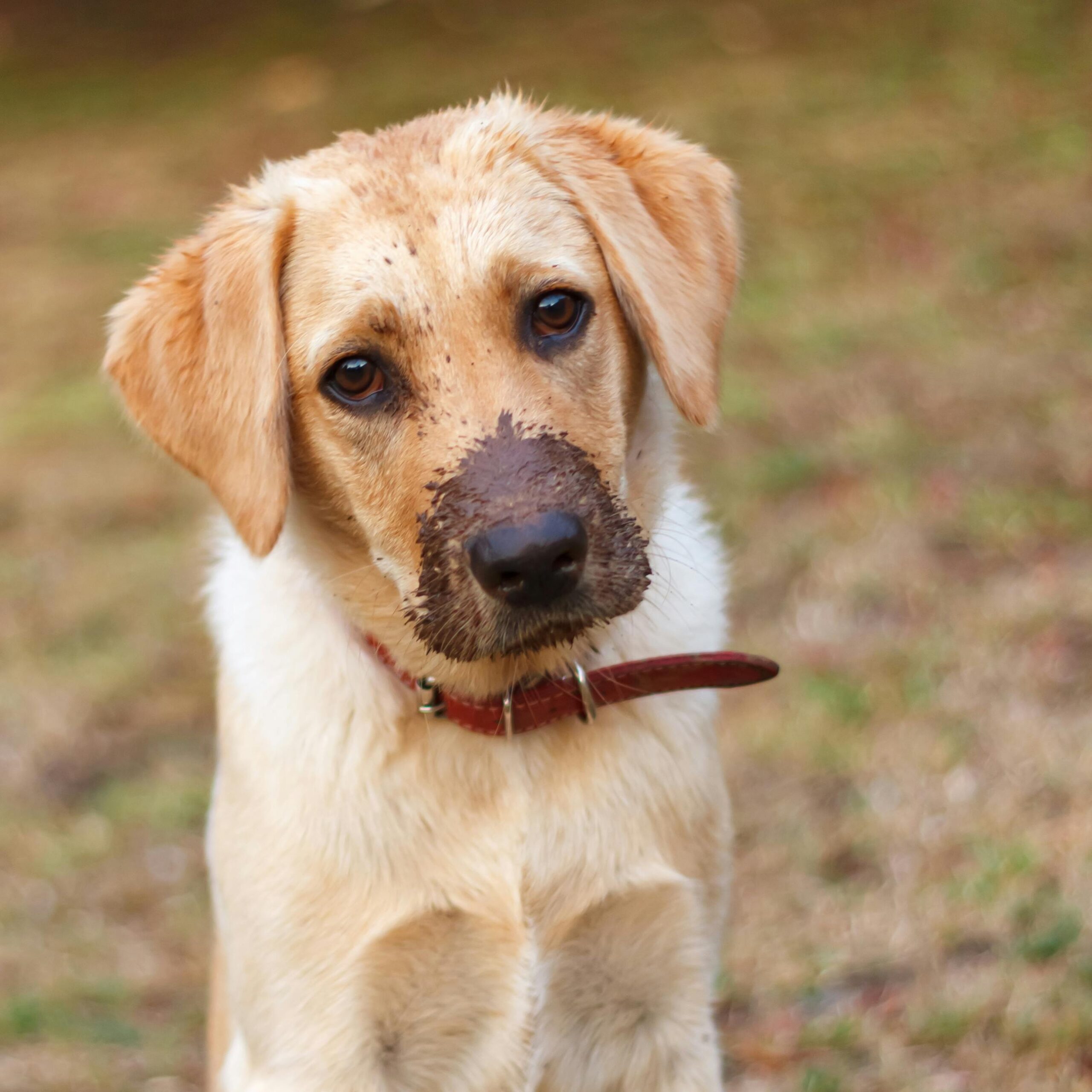 Pet Hygiene: How to Ensure Cleanliness and Health for Our Four-Legged Friends